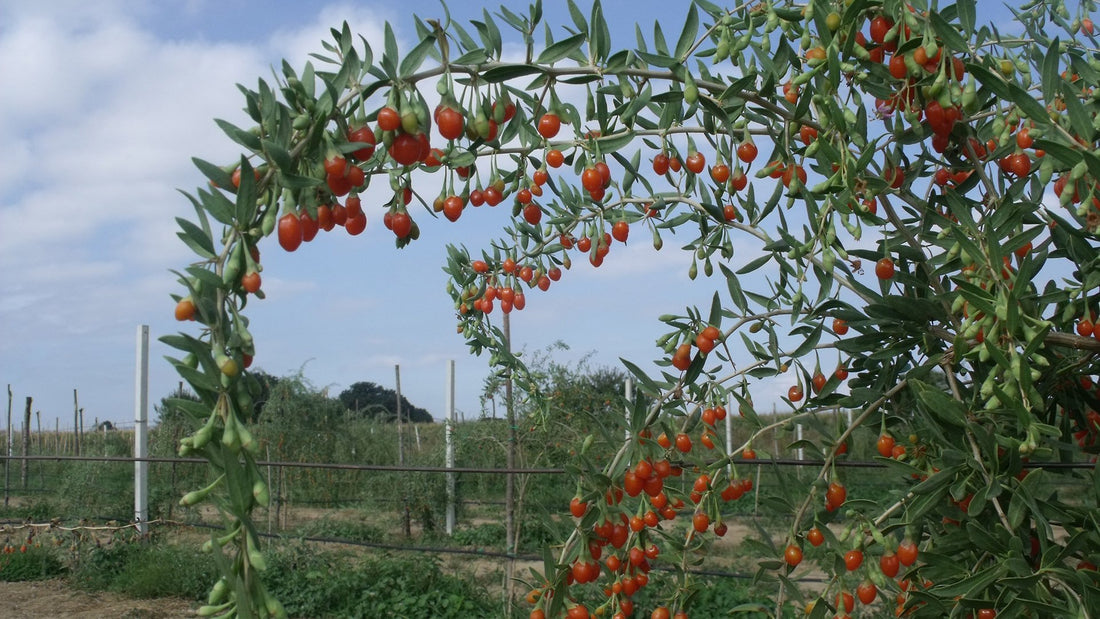ecommerce food calabrese